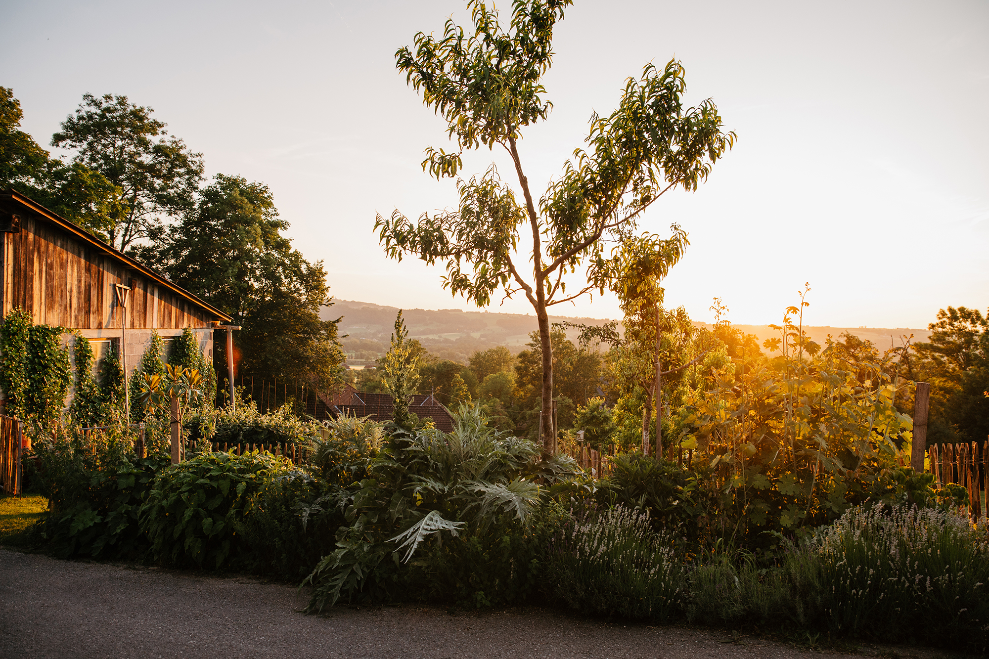 wildflorie 10, Privatgarten Traunviertel, Einfahrtsbeet mit Lavendel, Pfirsich, Federmohn, Cornus, Paeonia © Christoph Weiermair