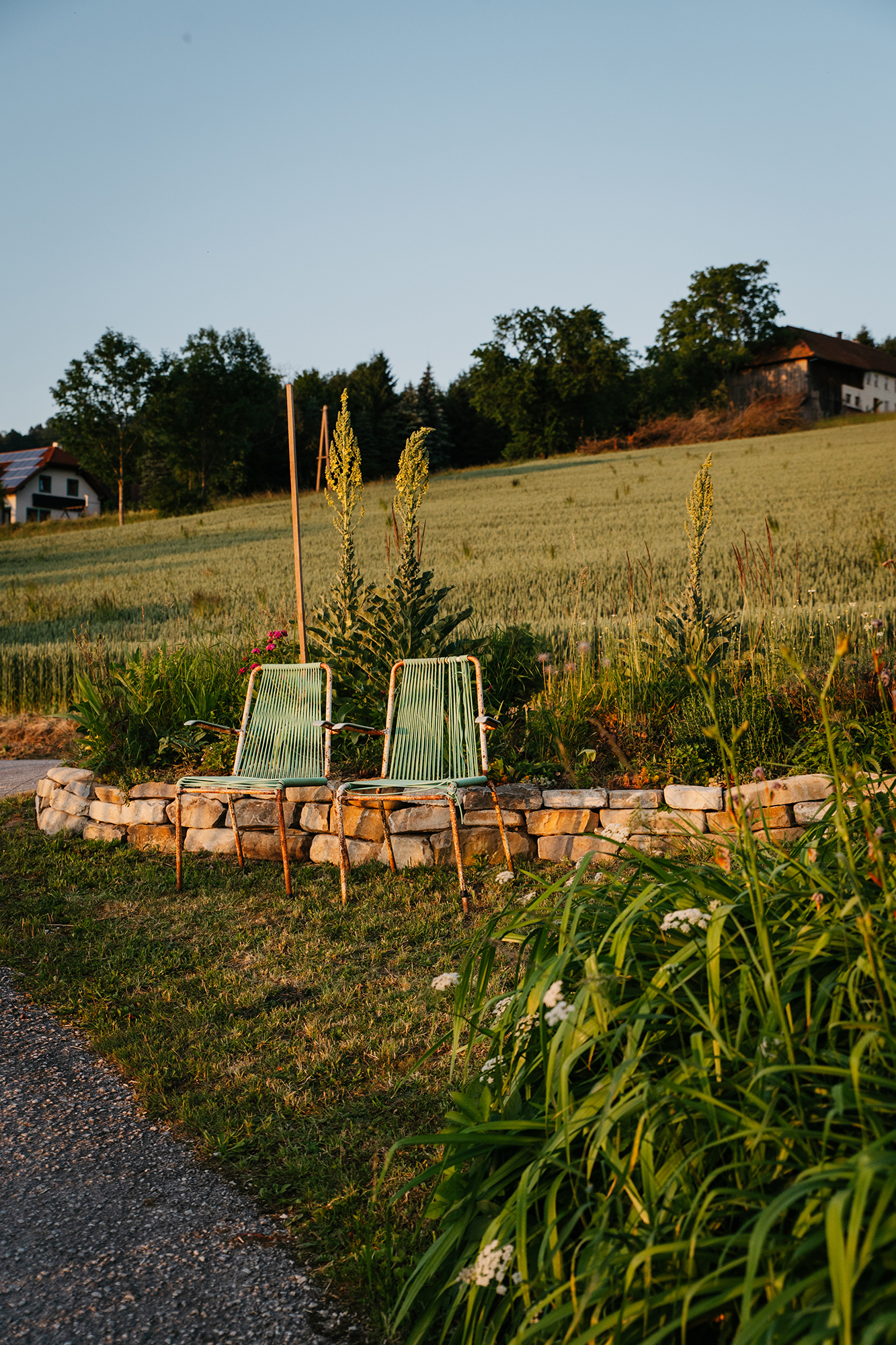 wildflorie 3, Privatgarten Traunviertel, Abbruchtrockenmauer, Abendsonne und Königskerzenwall gegen Hochwasser © Christoph Weiermair