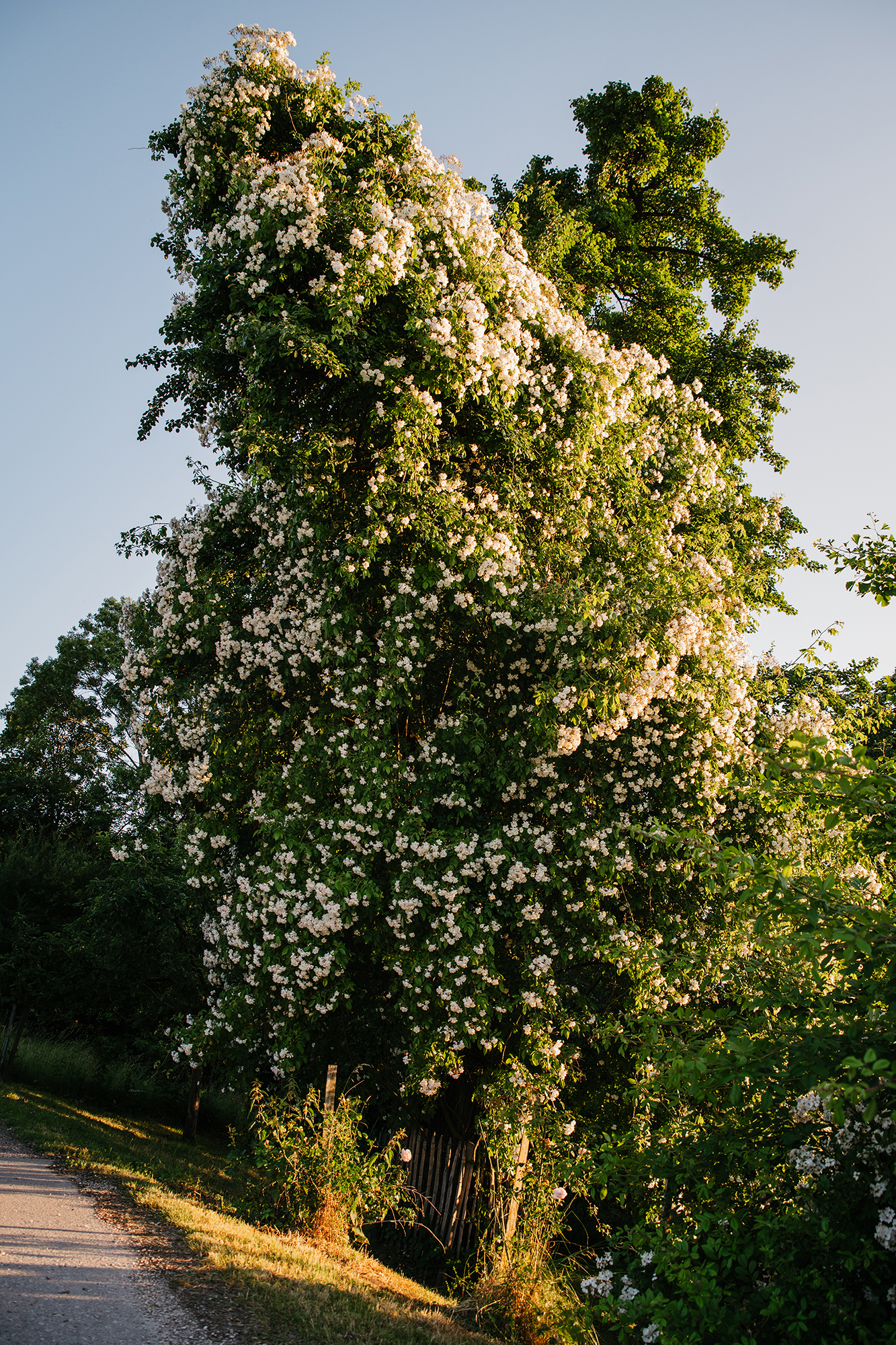 wilfloire 16, Privatgarten Traunviertel, Bobbie James auf Birne © Christoph Weiermair